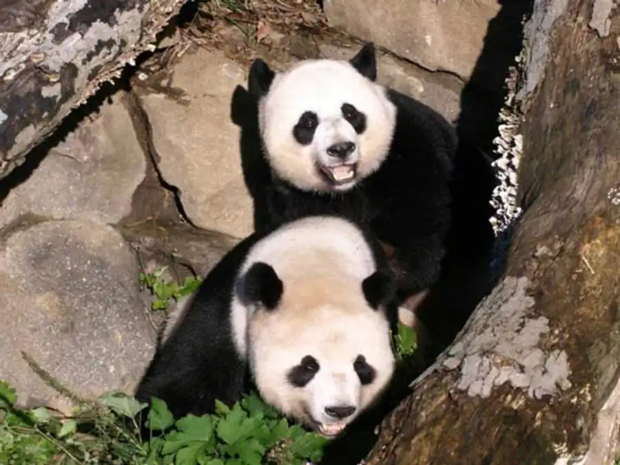 Инволюция — упрощение, регресс, дегенерация Инволюция — упрощение, регресс, дегенерация