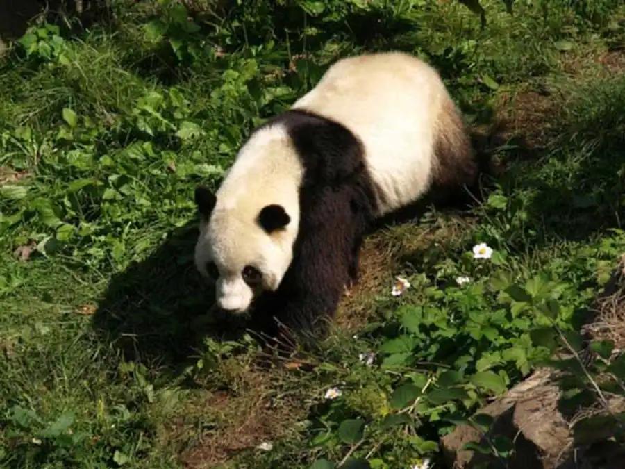 Направленность эволюционных изменений