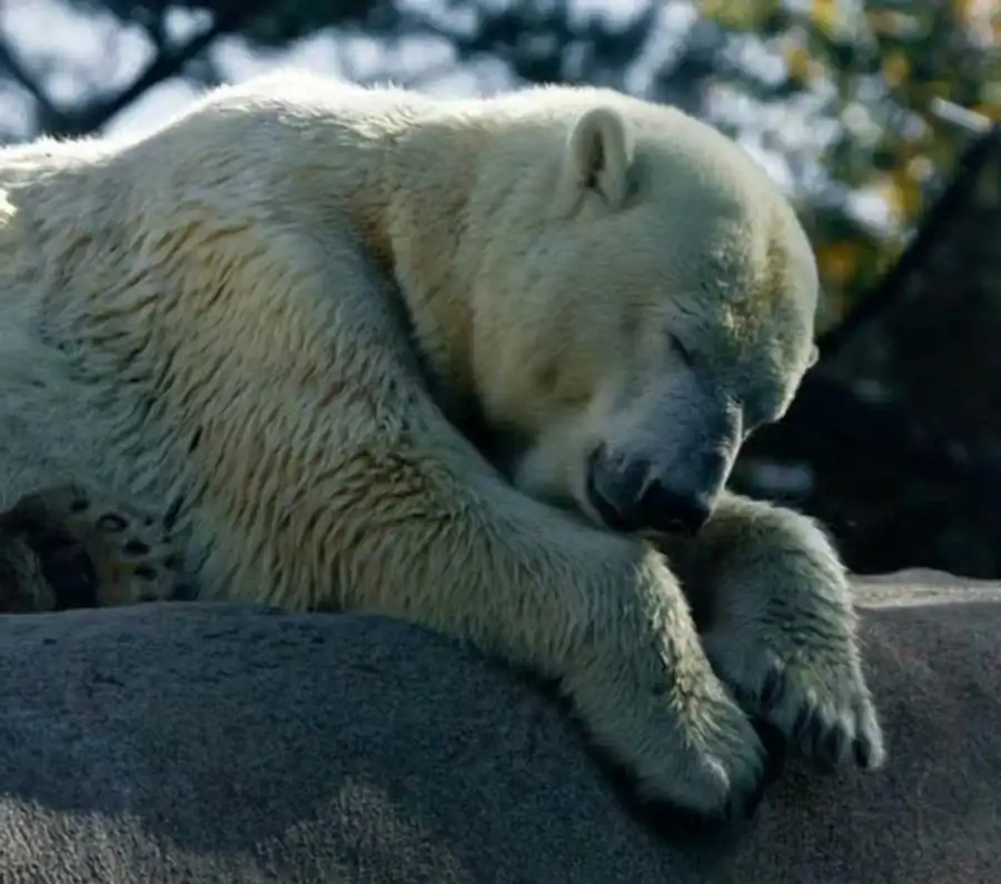 Элементы, из которых построены организмы Элементы, из которых построены организмы