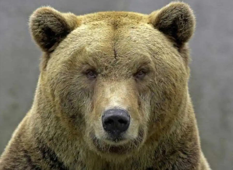 Жизнь представляет собой открытую систему