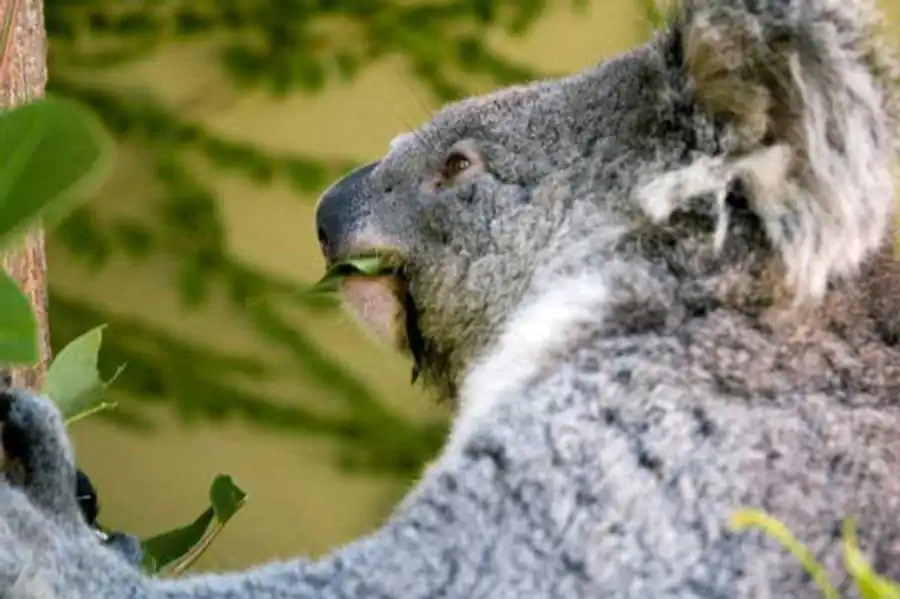 Генетическая концепция жизни Генетическая концепция жизни