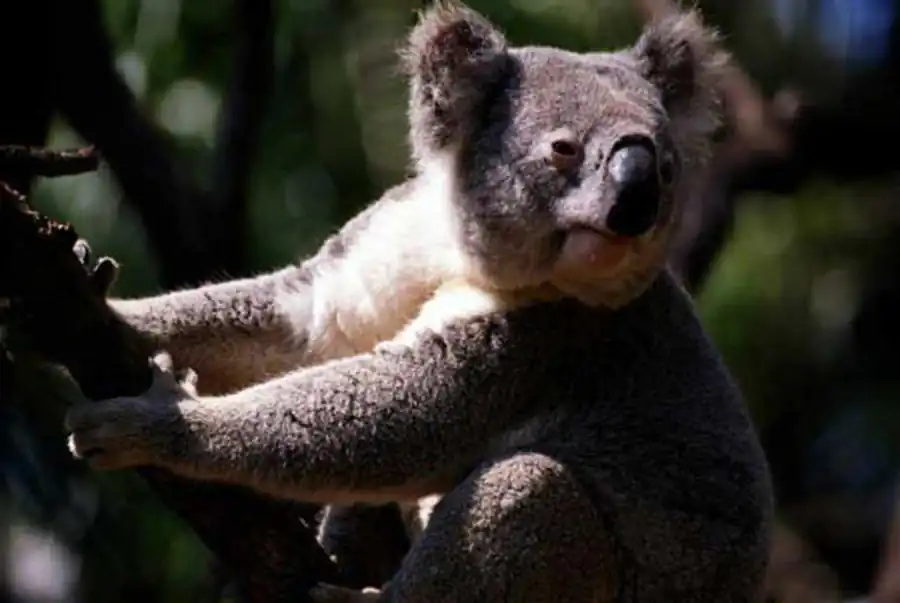 Самовоспроизведение — исконная функция живого Самовоспроизведение — исконная функция живого