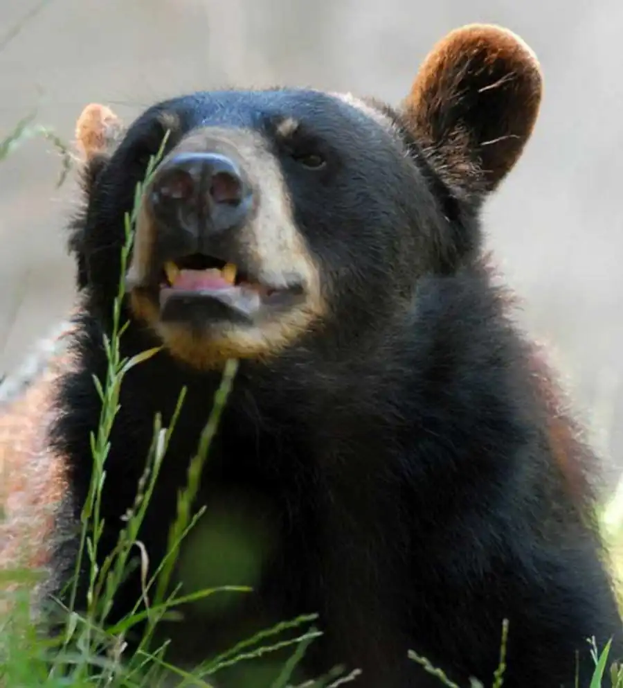 Фундаментальная закономерность эволюции Фундаментальная закономерность эволюции