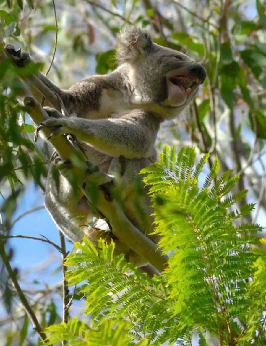 Сочетание многоклеточности с диплоидностью Сочетание многоклеточности с диплоидностью