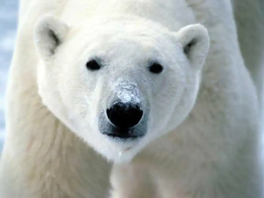 Популяция — арена деятельности преобразующего отбора Популяция — арена деятельности преобразующего отбора