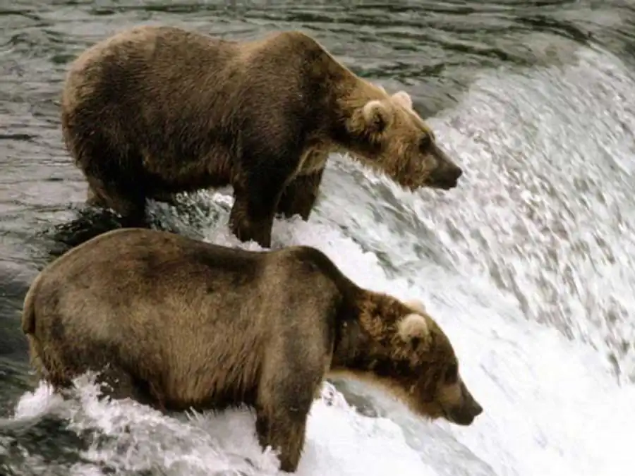 Устойчивый, или балансированный полиморфизм — великая уловка природы Устойчивый, или балансированный полиморфизм — великая уловка природы