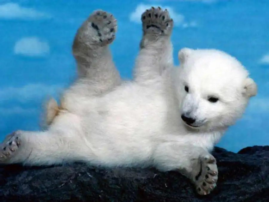 Организация систем в пространстве