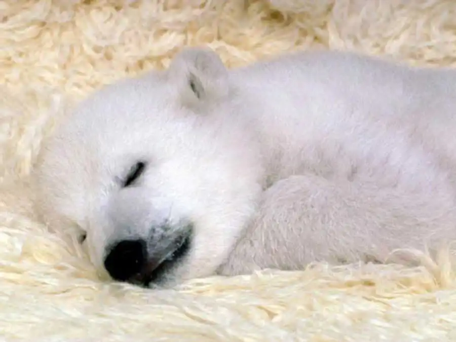 Живая система — система устойчиво преобразующаяся