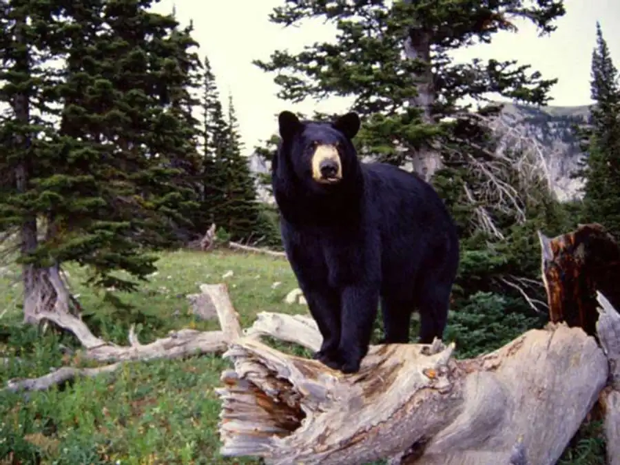 Течение процессов или пространственно-временная организация систем