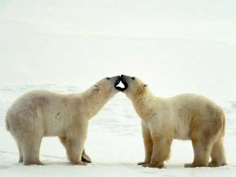 Популяция обладает обменом веществ