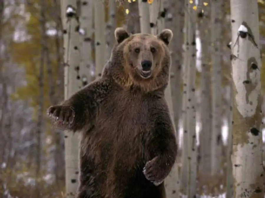 Индивидуальное развитие биоценоза Индивидуальное развитие биоценоза