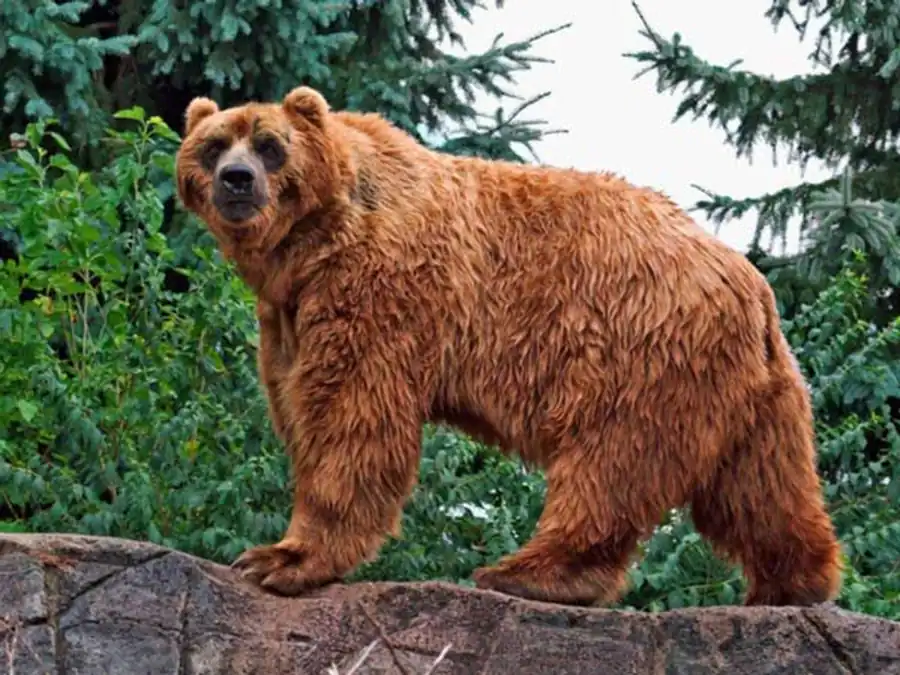 Вид как эволюционирующая система