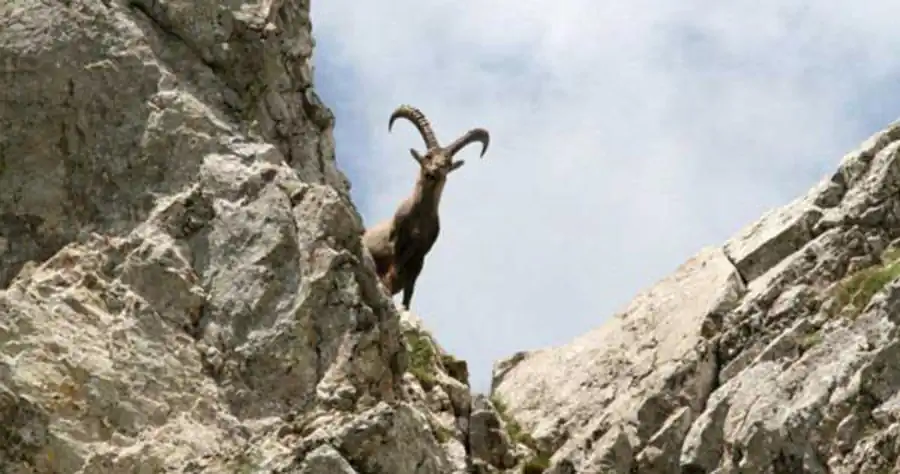 Семилетальные мутации и мутации стерильности Семилетальные мутации и мутации стерильности