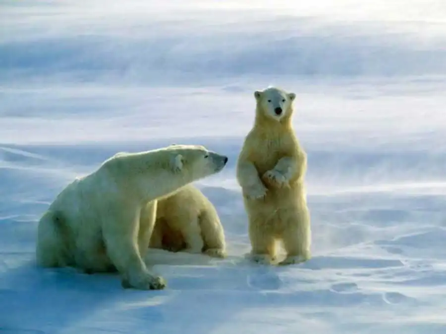 Изолированные друг от друга популяции Изолированные друг от друга популяции