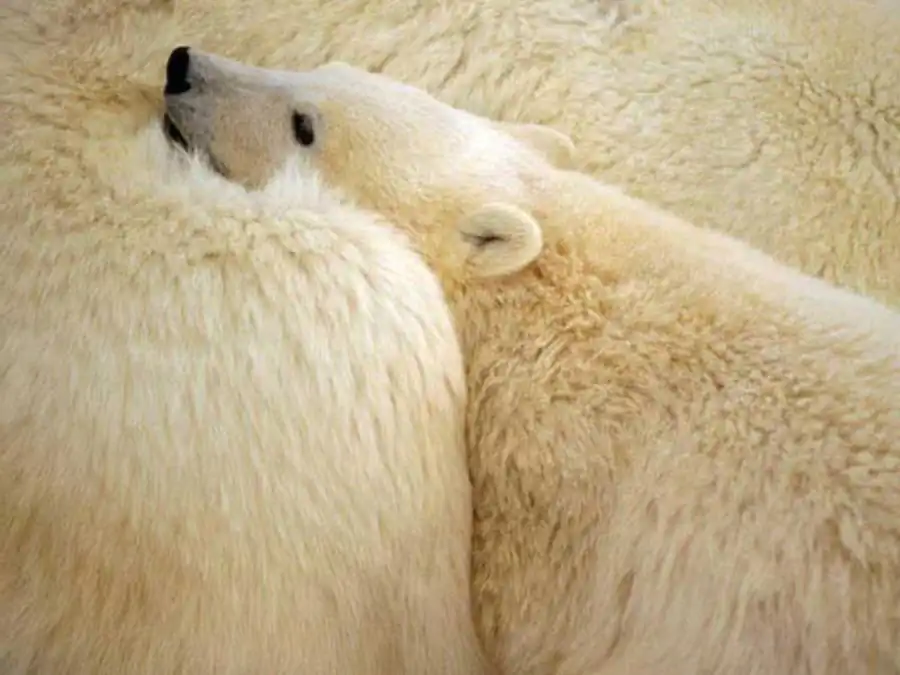 Мутации получили возможность накапливаться Мутации получили возможность накапливаться