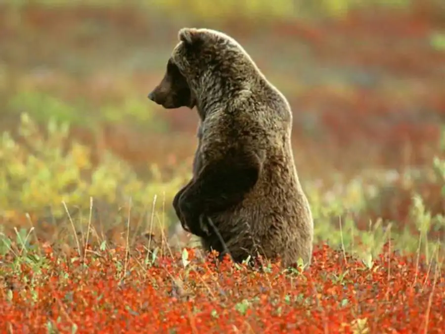 Групповой отбор в его надвидовой форме