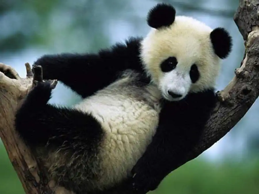 Отбор множеств сосуществующих в биоценозе видов