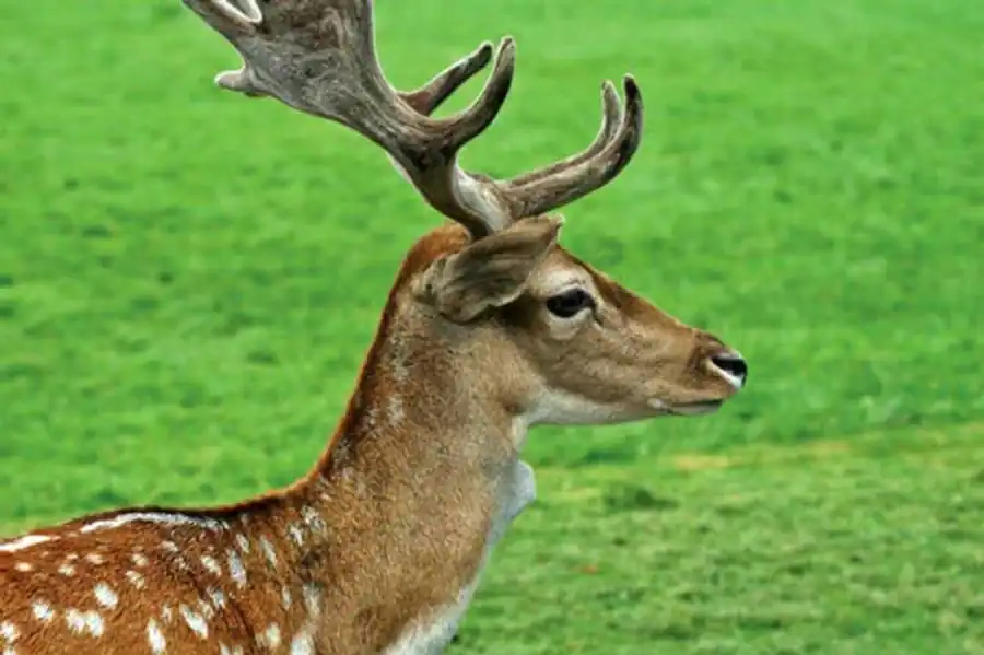 Процесс передифференцировки генов Процесс передифференцировки генов