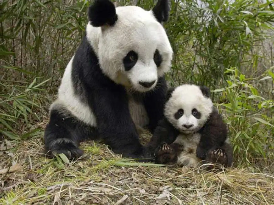 Эволюция биосферы приобретает направленный характер Эволюция биосферы приобретает направленный характер