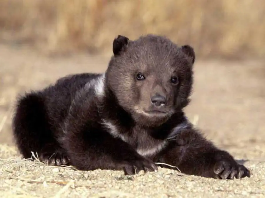 Литература по эволюционирующим системам Литература по эволюционирующим системам