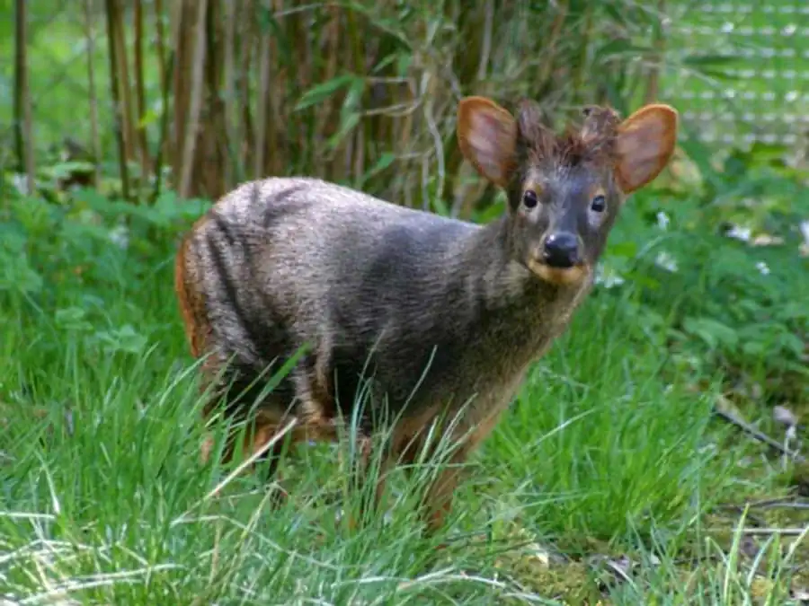 Передифференцировка генов Передифференцировка генов