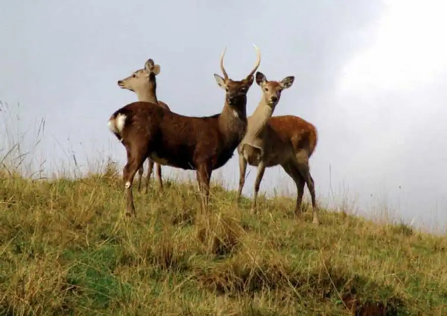 Приспособительное значение полиморфизма