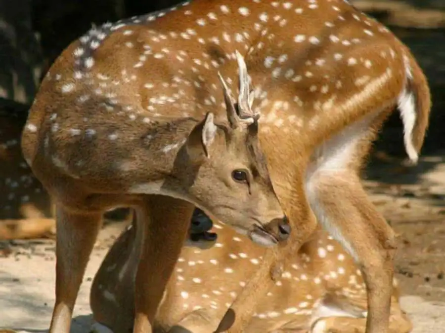 Интенсивность гаметического отбора Интенсивность гаметического отбора