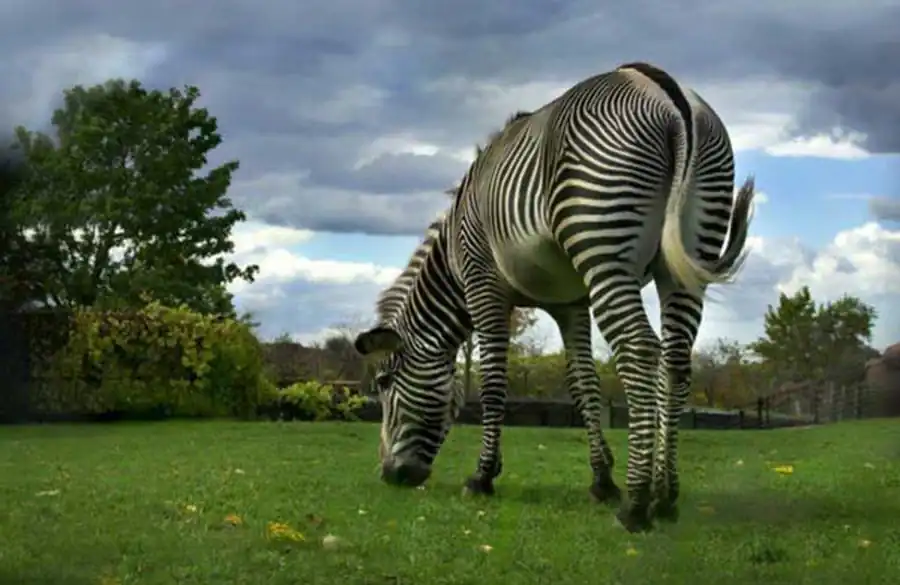 Повышение интенсивности отбора Повышение интенсивности отбора