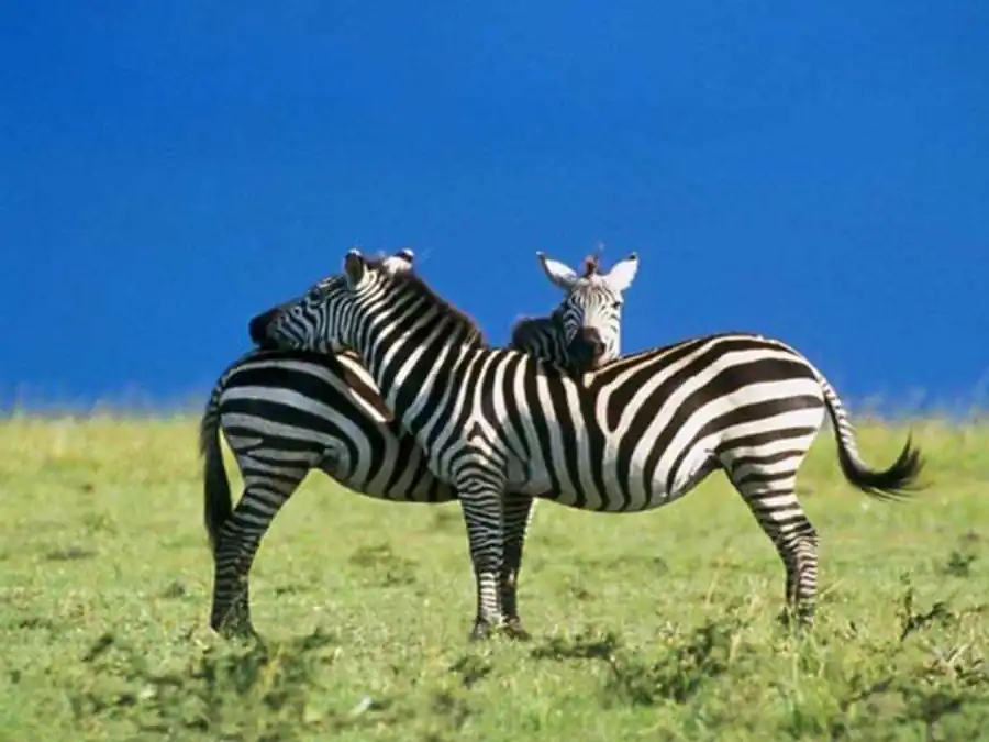 Приспособления, повышающие интенсивность отбора Приспособления, повышающие интенсивность отбора