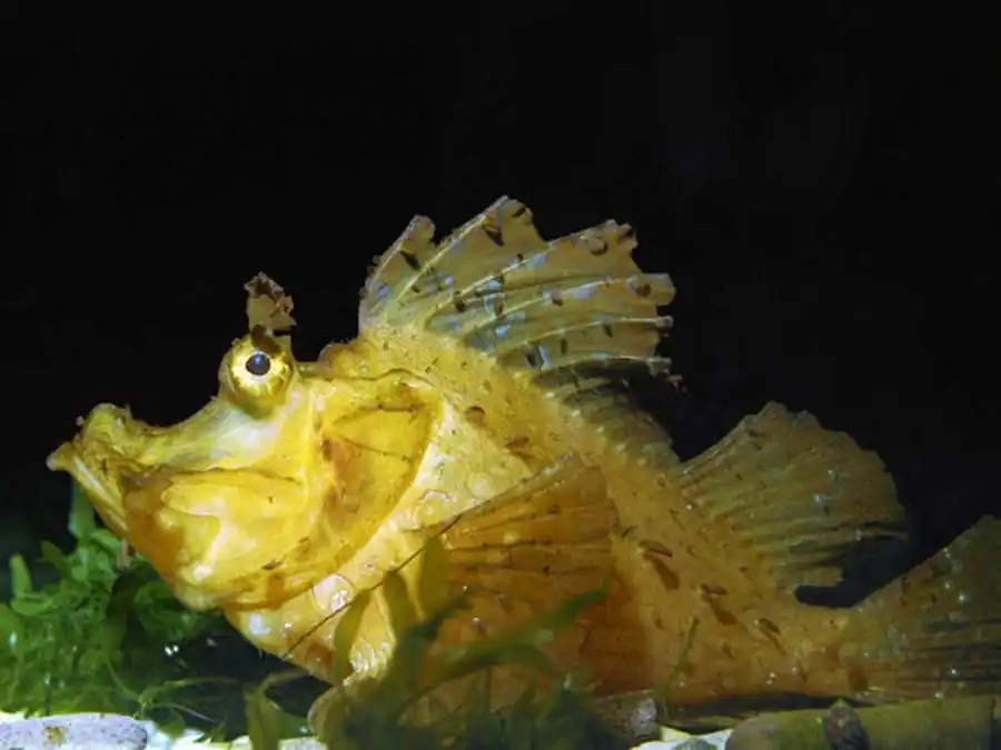 Модификационный полиморфизм Модификационный полиморфизм