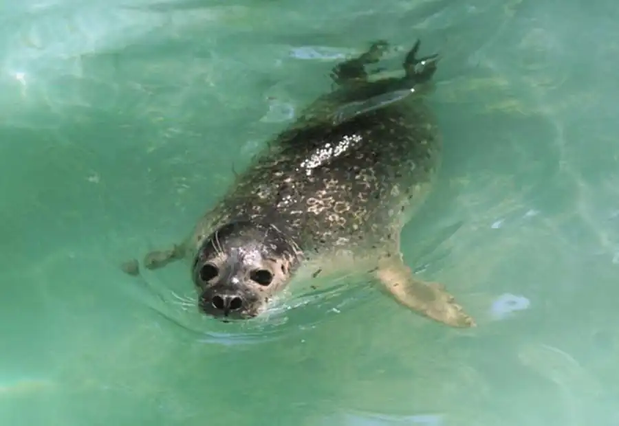 Приспособительное значение внутреннего (хромосомального) механизма реализации пола