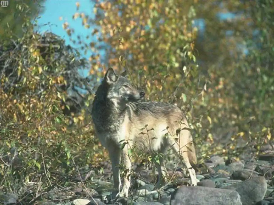 Способы реализации половых отличий Способы реализации половых отличий