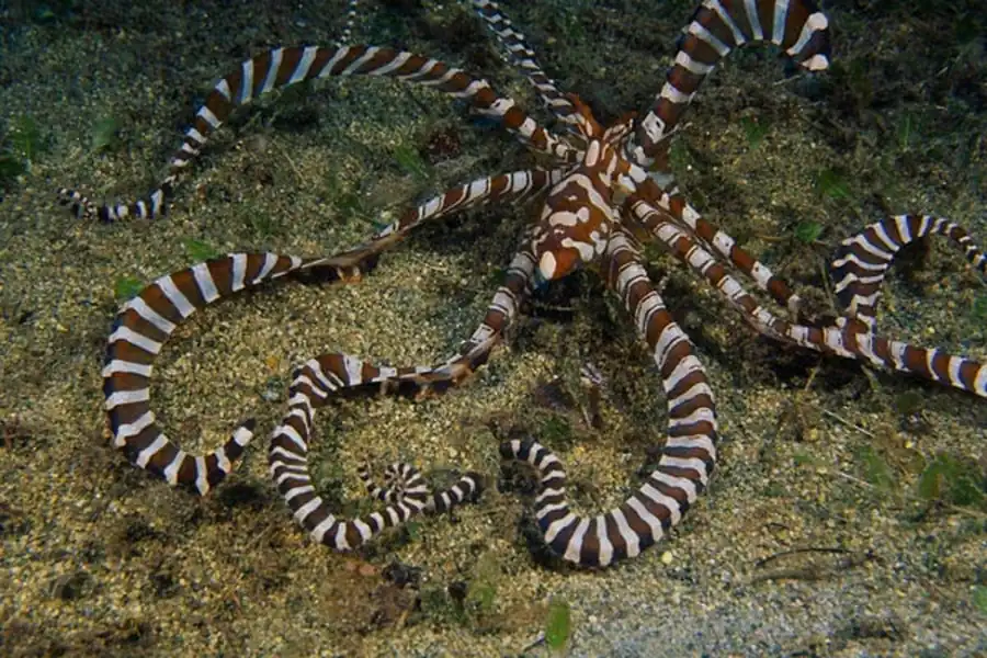Накопление в половых хромосомах мутаций Накопление в половых хромосомах мутаций