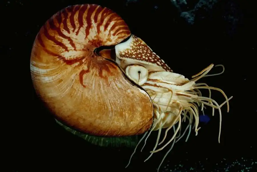 Образование различий в генном балансе между наборами хромосом самца и самки Образование различий в генном балансе между наборами хромосом самца и самки