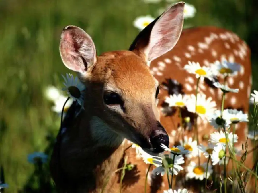 Методы сравнительной цитогенетики Методы сравнительной цитогенетики