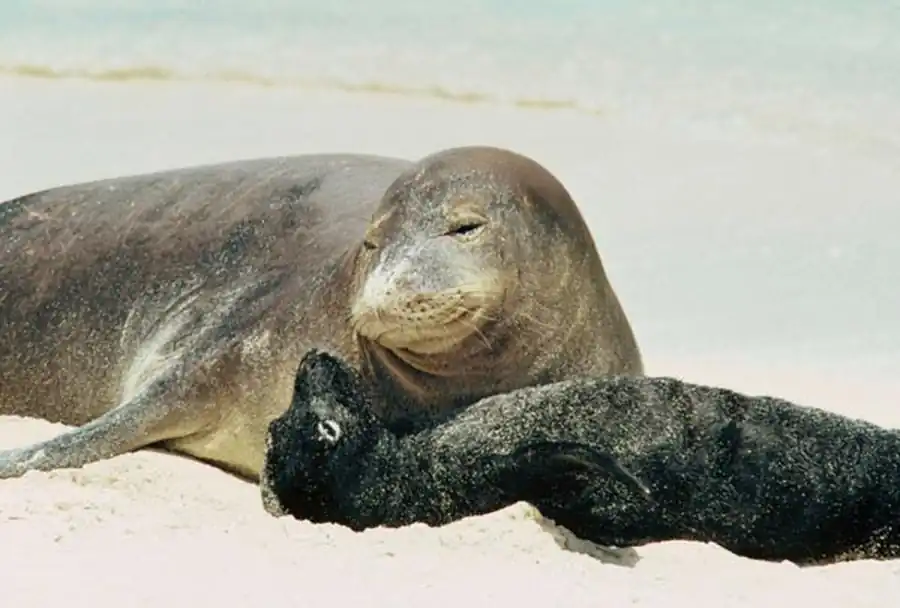Обратимость пола в течение онтогенеза Обратимость пола в течение онтогенеза