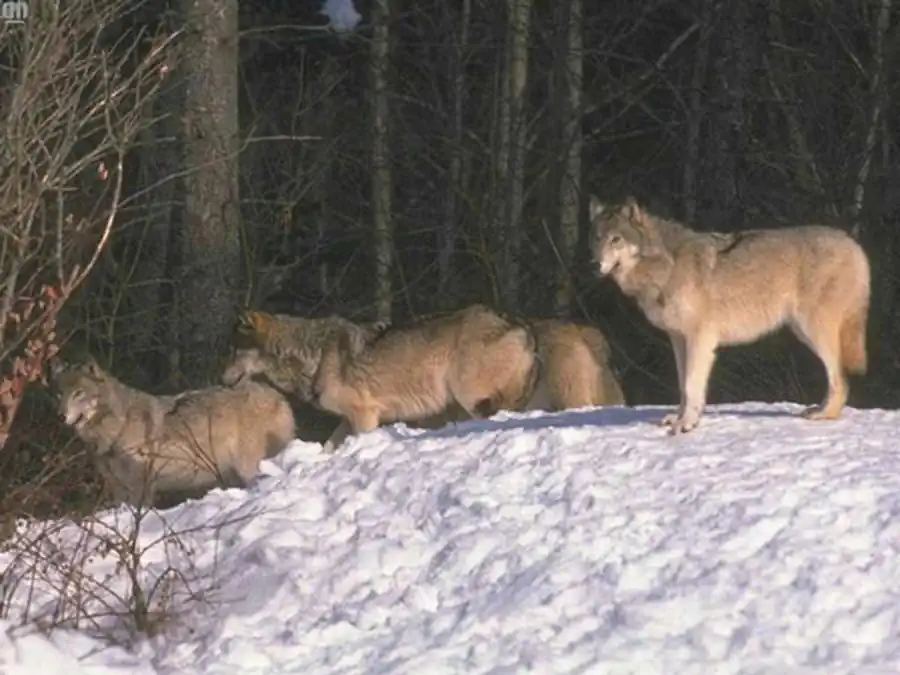 Направленность эволюционного процесса Направленность эволюционного процесса
