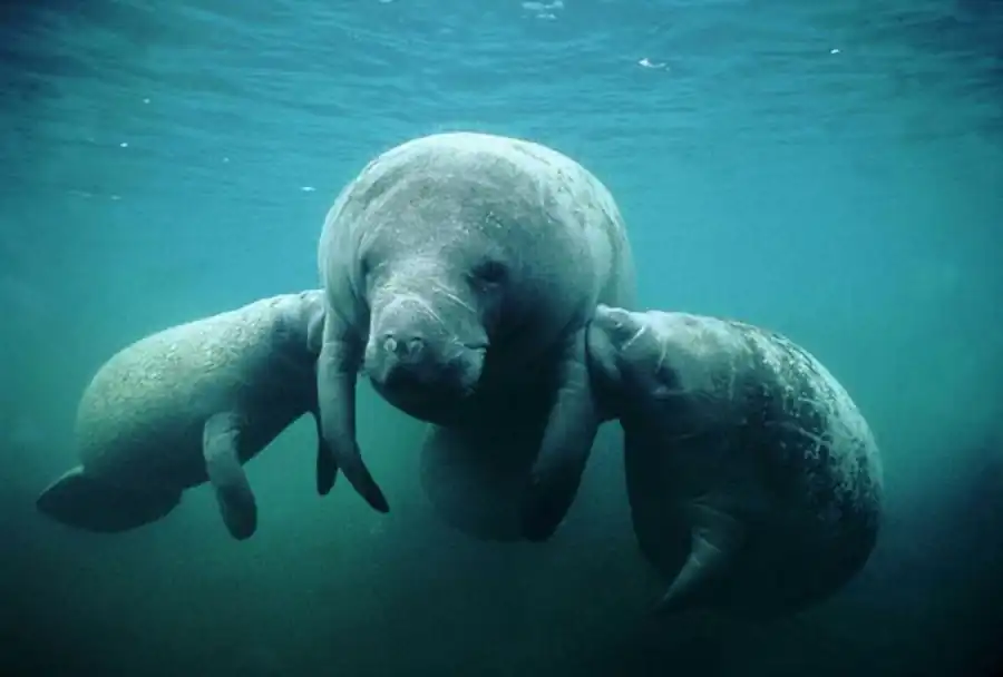 Изучение влияния гипо- и гиперплоидии Изучение влияния гипо- и гиперплоидии