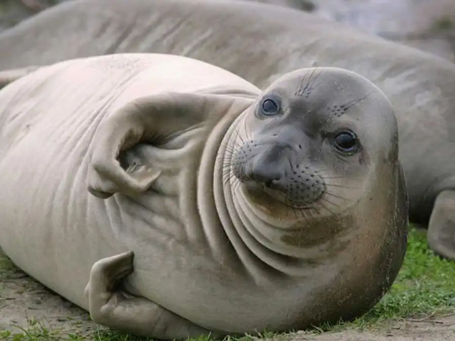 Мутации стерильности, ограниченные одним полом Мутации стерильности, ограниченные одним полом