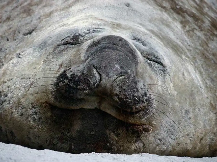 Различная роль разных участков х-хромосомы в реализации половых отличий Различная роль разных участков х-хромосомы в реализации половых отличий