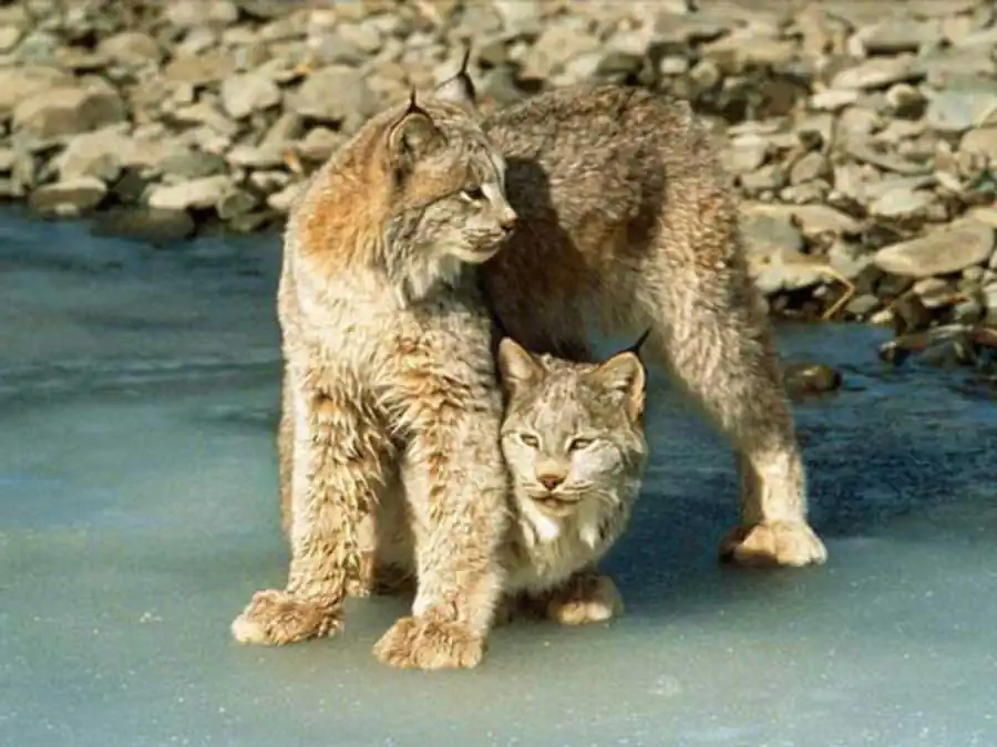 Источники образования «свободных генов» Источники образования «свободных генов»