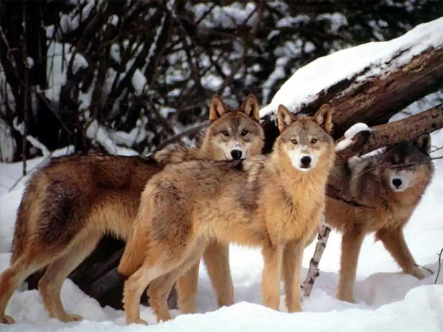 Эволюция механизма реализации пола Эволюция механизма реализации пола