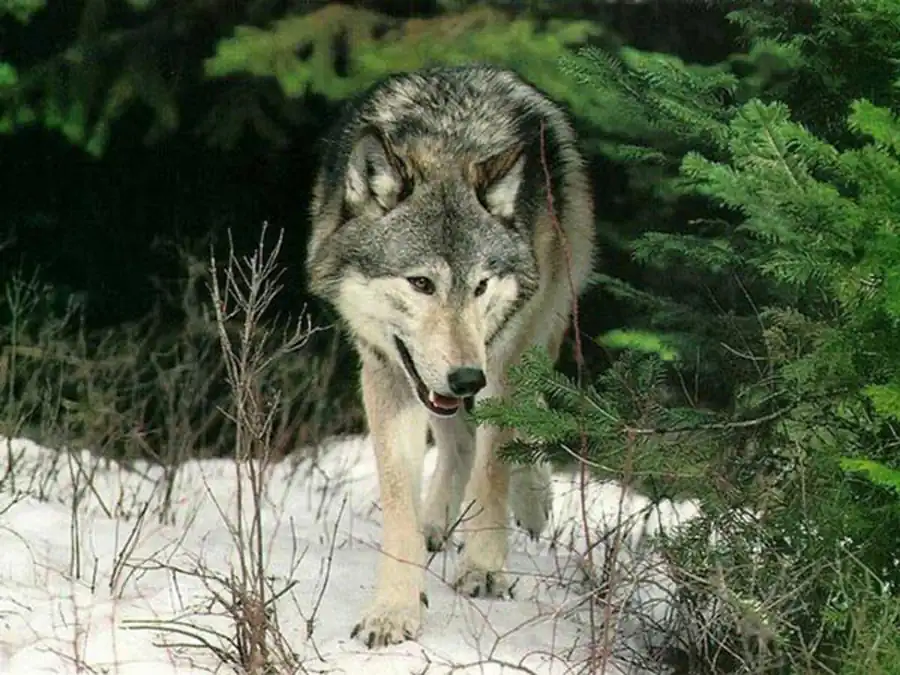 Литература по механизмам реализации пола. Часть 2 Литература по механизмам реализации пола. Часть 2