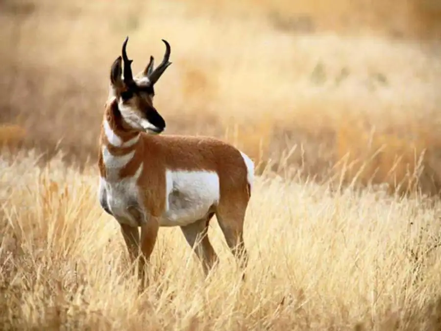 Возможные механизмы эволюции генотипа Возможные механизмы эволюции генотипа