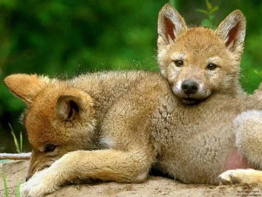 Внутрихромосомная гетероцикличность Внутрихромосомная гетероцикличность