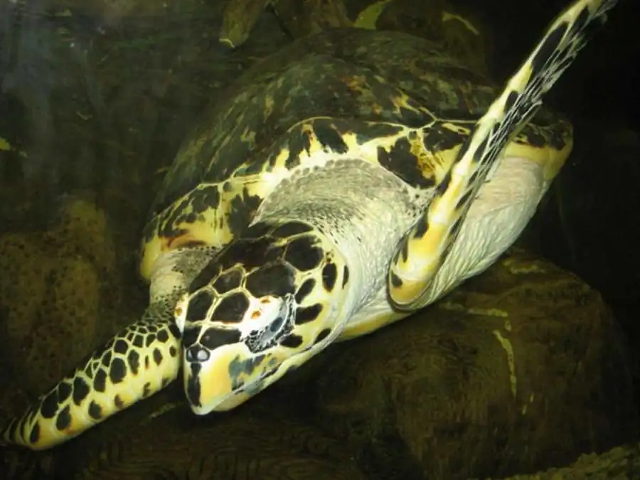 Разновременное прохождение митотического цикла Разновременное прохождение митотического цикла