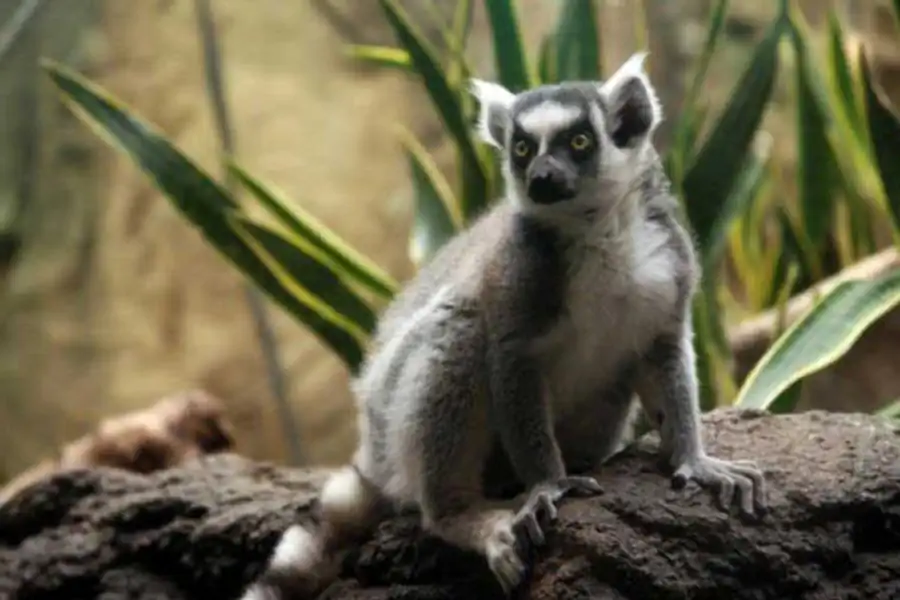 Межхромосомная гетероцикличность, касающаяся половых хромосом Межхромосомная гетероцикличность, касающаяся половых хромосом