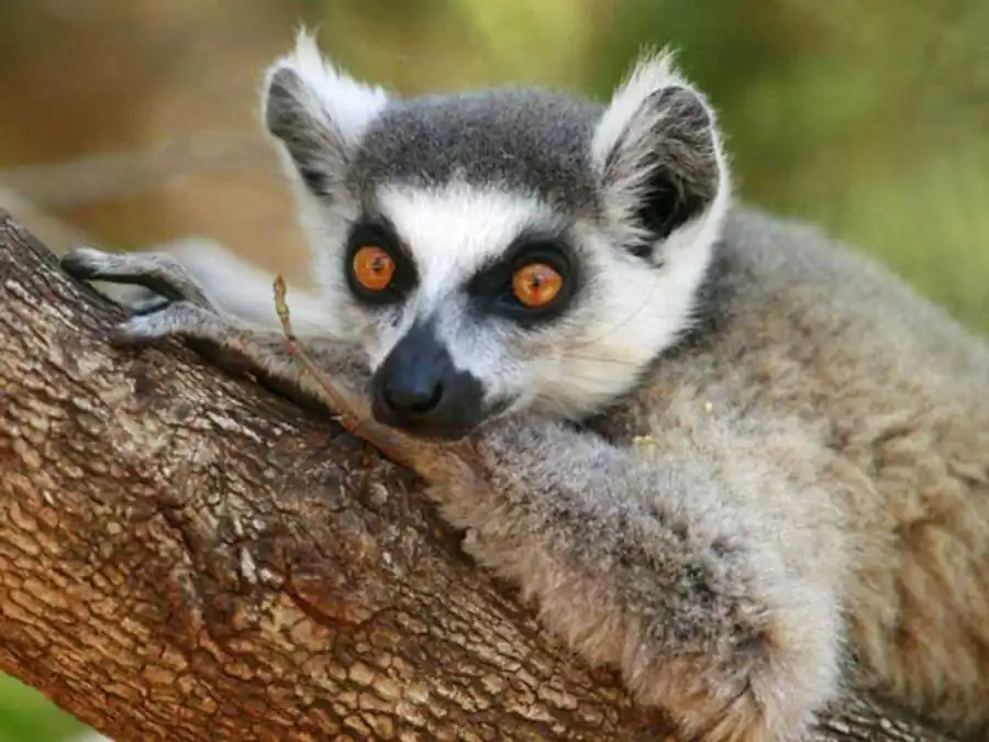 Преимущества партеногенетического размножения Преимущества партеногенетического размножения