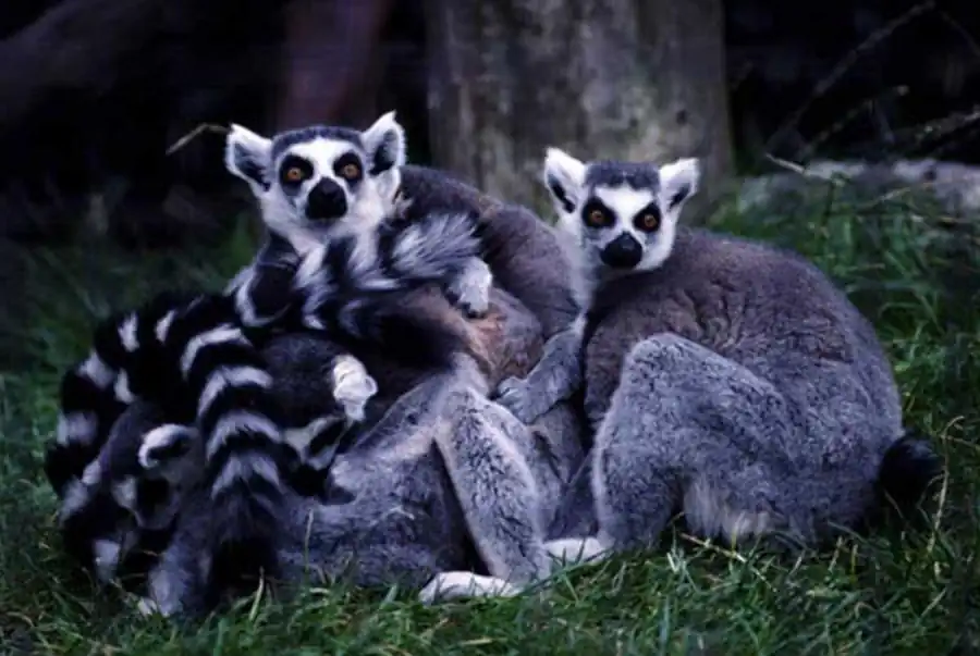 Цитоплазматический, эпигенетический и генетический механизмы сигнализации Цитоплазматический, эпигенетический и генетический механизмы сигнализации