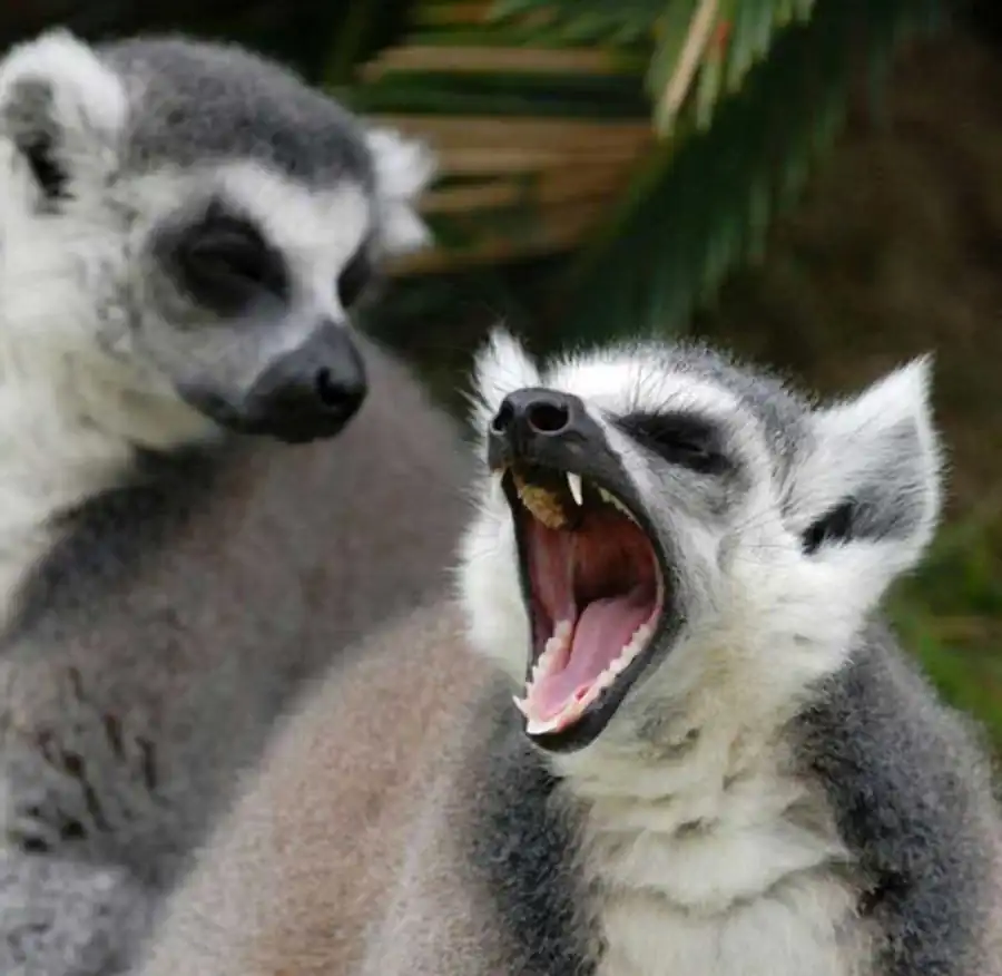 Литература по гетероцикличности хромосом Литература по гетероцикличности хромосом